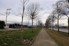 Sakarya'da 2 bin 500 ağaç, yeni dikim alanında toprakla buluşuyor.