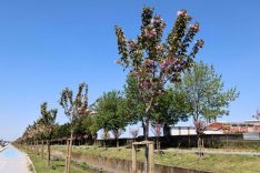Sakarya’da Sakura Ağaçlarının Çiçeklenmesi Şehir Manzaralarına Baharın Renklerini Taşıdı